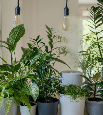 5 things plants need to grow and their functions 2