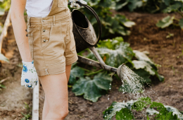 5 watering mistakes to avoid in your vegetable garden