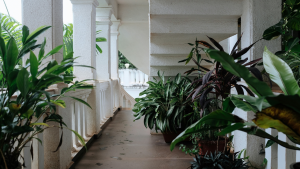 6 texture patio plants