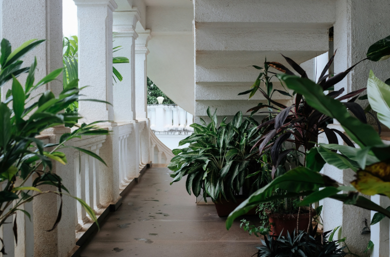 6 texture patio plants