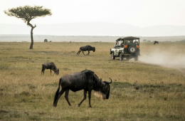 Africa's Best Safaris