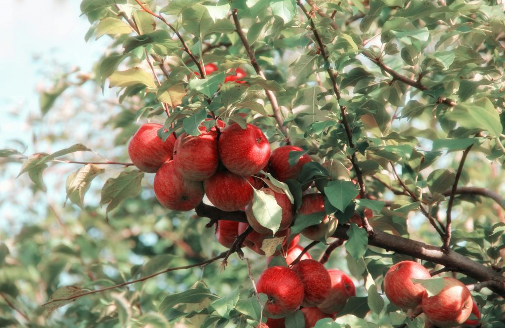 apple tree