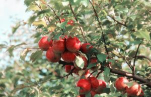 Easy fruit trees to grow