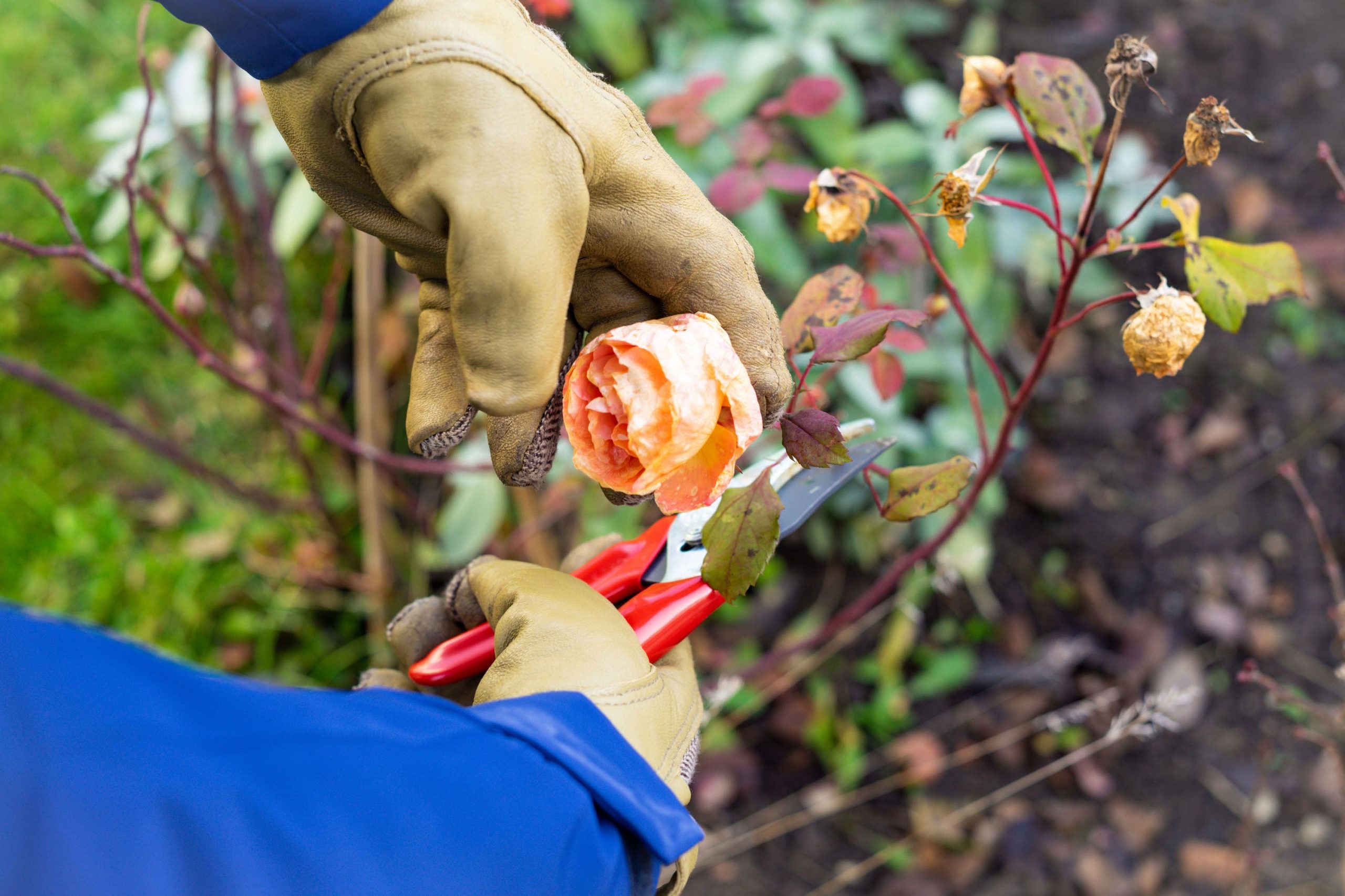 Prepping your garden for Autumn