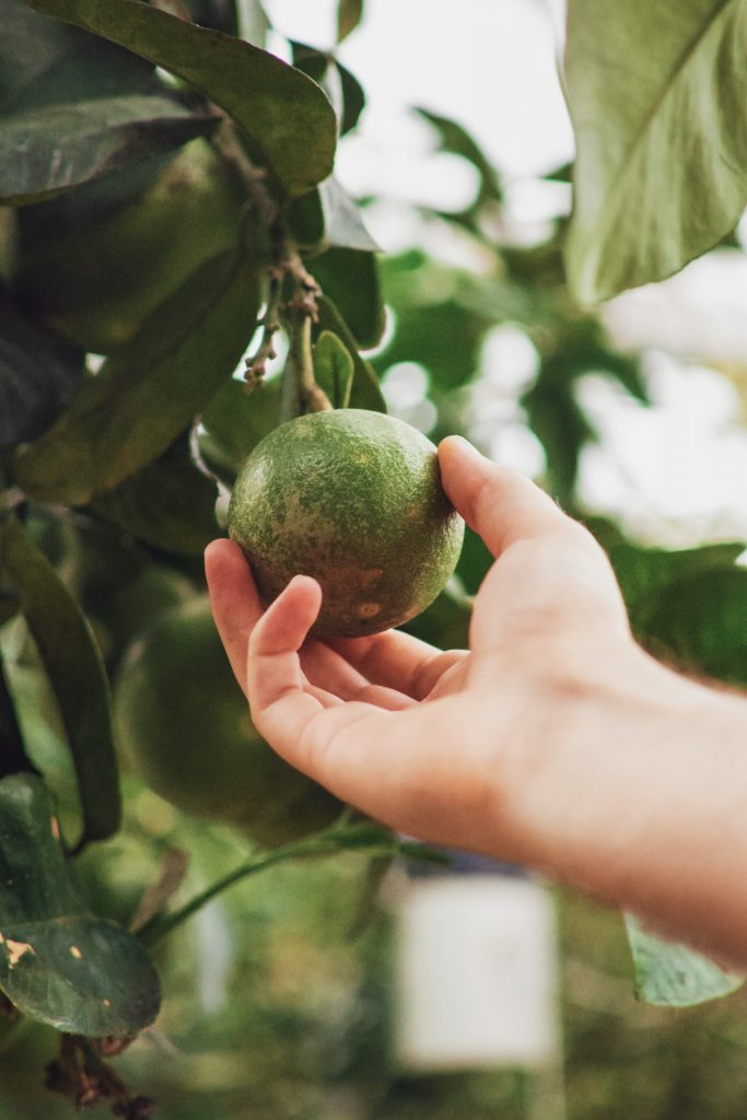 Avocado tree 3