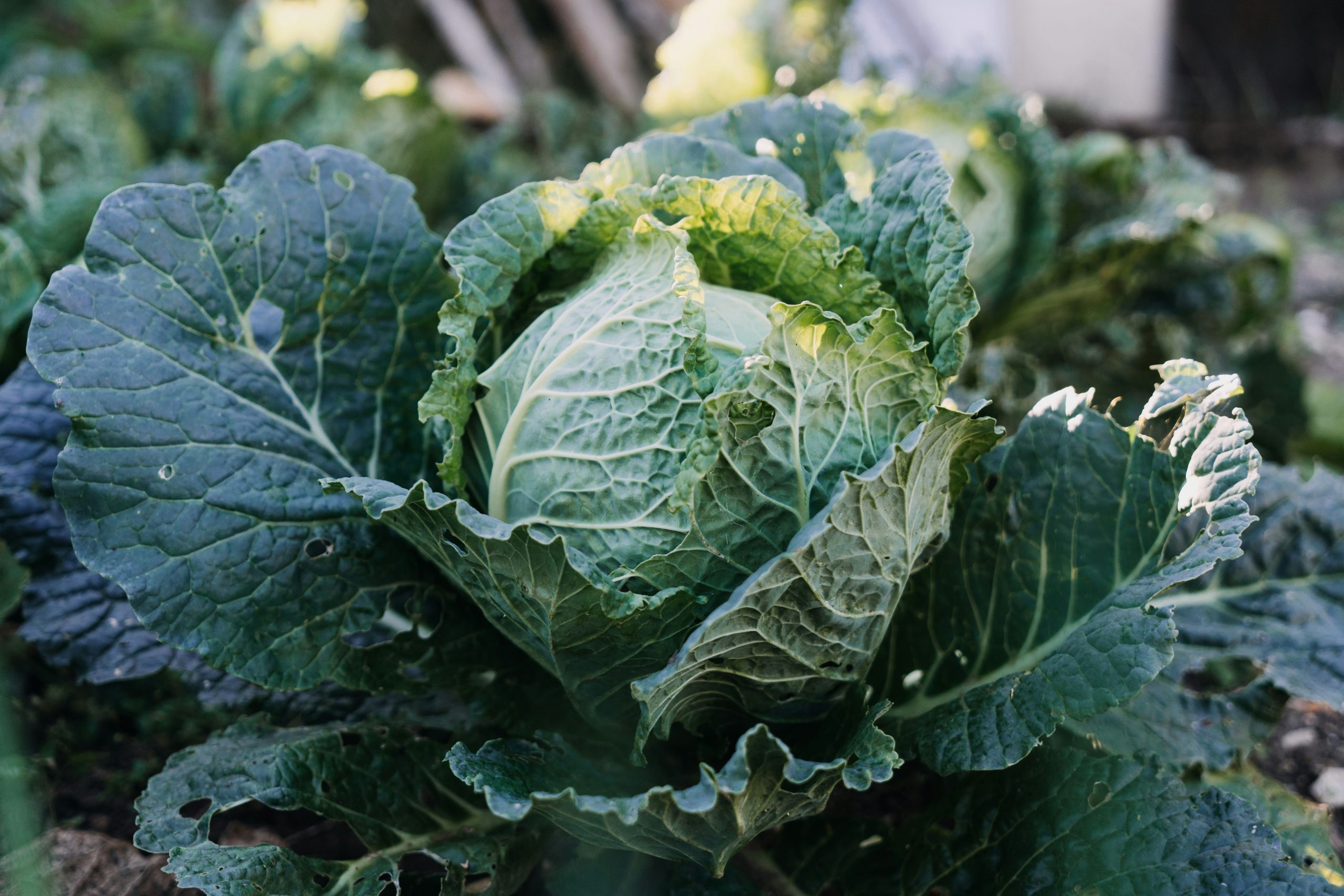 Cabbage in the garden