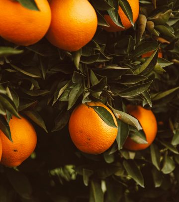 Easy fruit trees to grow