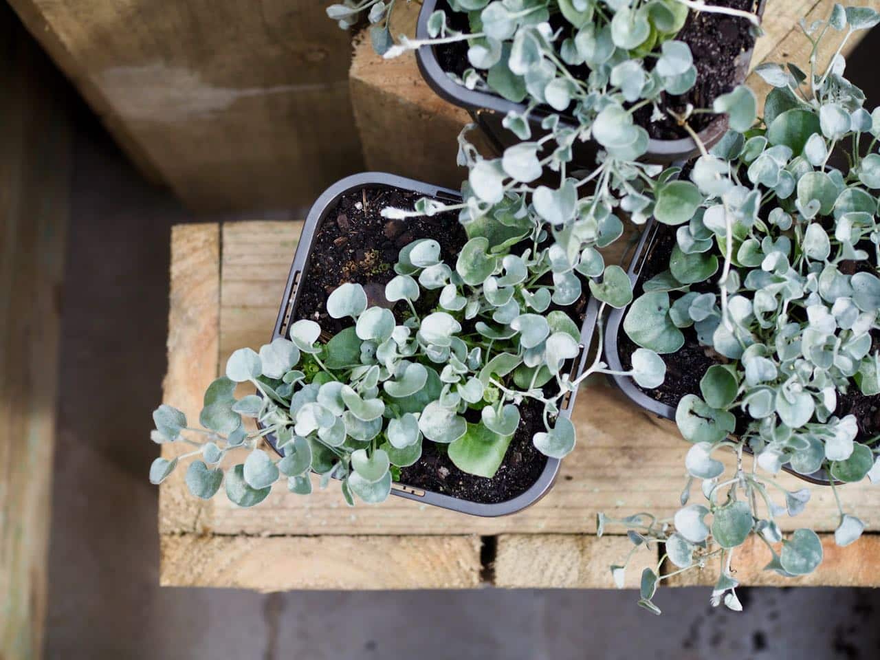 Dichondra Silver Falls