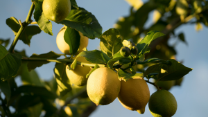 Easy fruit trees to grown in your garden