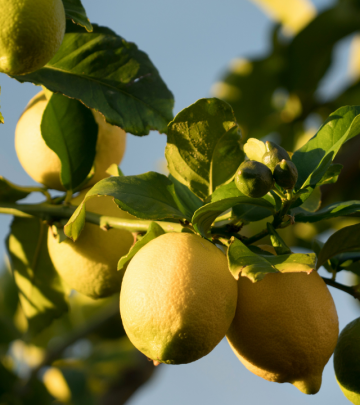 Easy fruit trees to grown in your garden