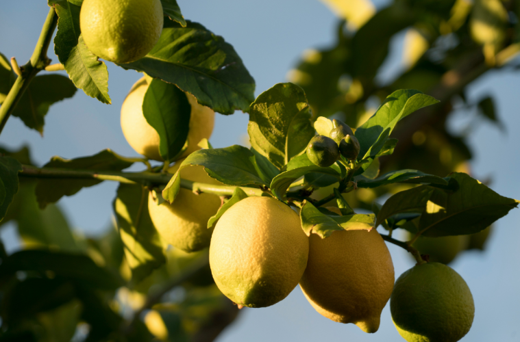 Easy fruit trees to grown in your garden