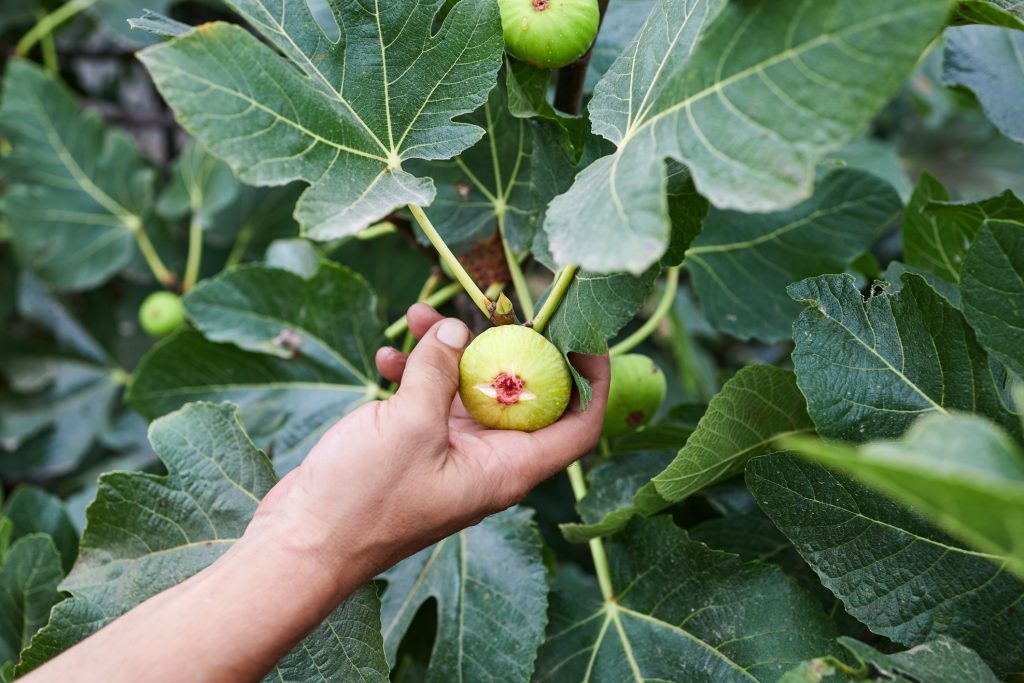 Easy fruit trees to grow