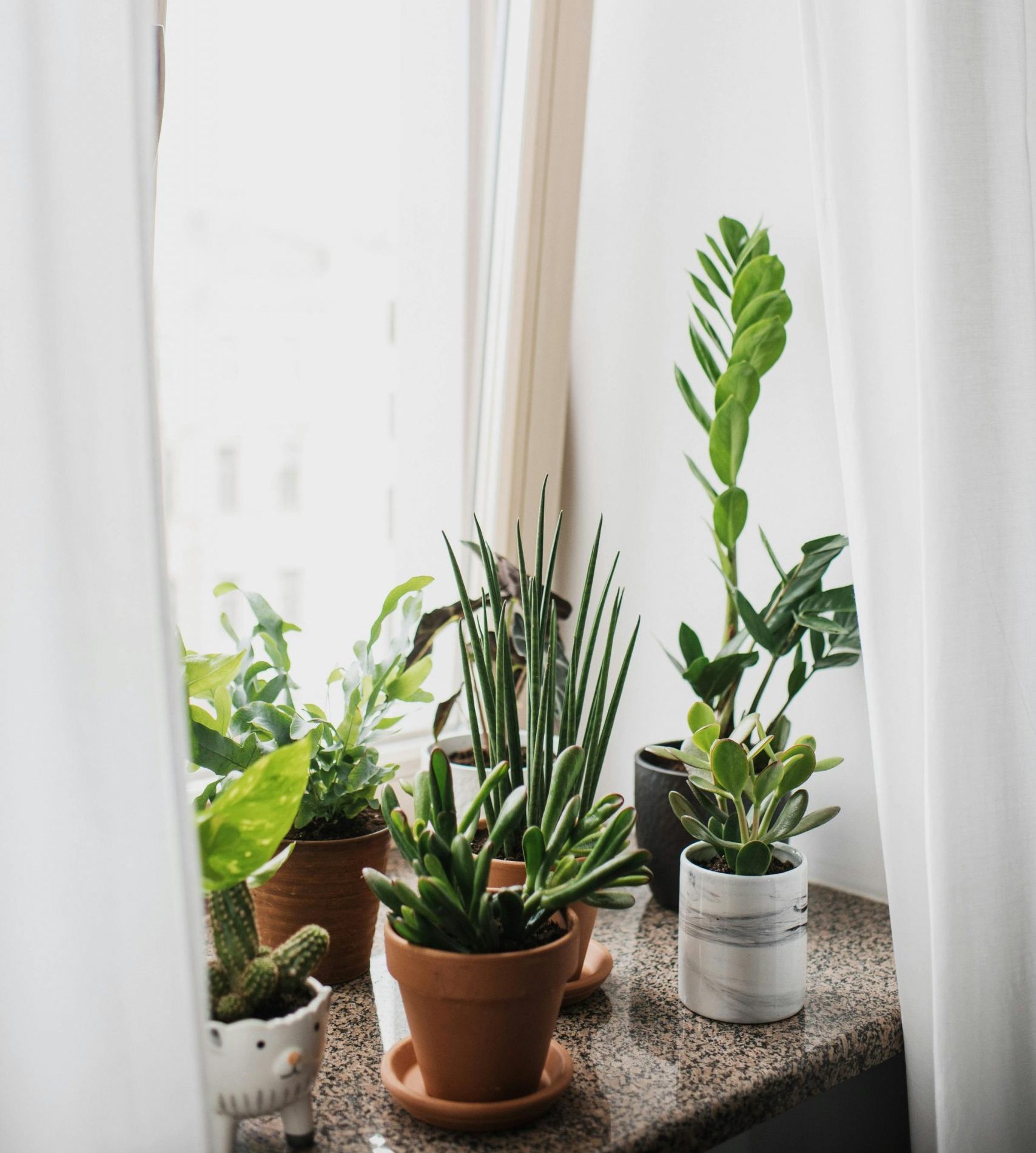 Houseplants - light