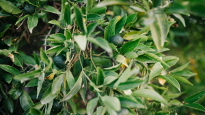How to grow an avocado tree from a pit