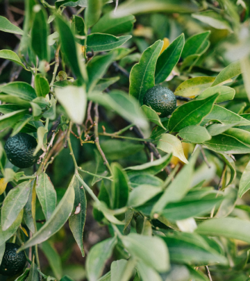 How to grow an avocado tree from a pit