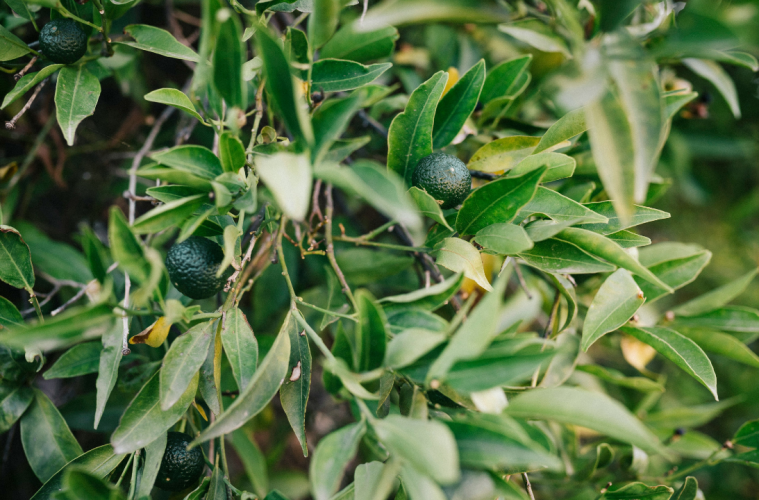 How to grow an avocado tree from a pit