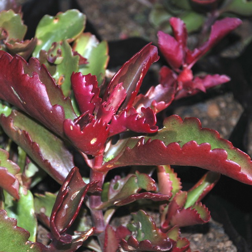 Kalanchoe_sexangularis