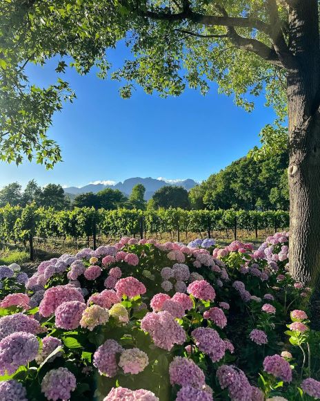 La Motte, Franschhoek