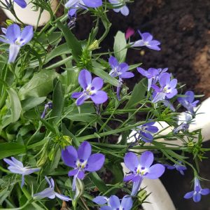 Lobelia Bella Aqua