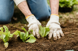 March Gardening Guide