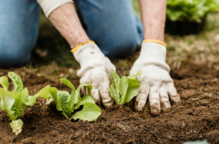 March Gardening Guide