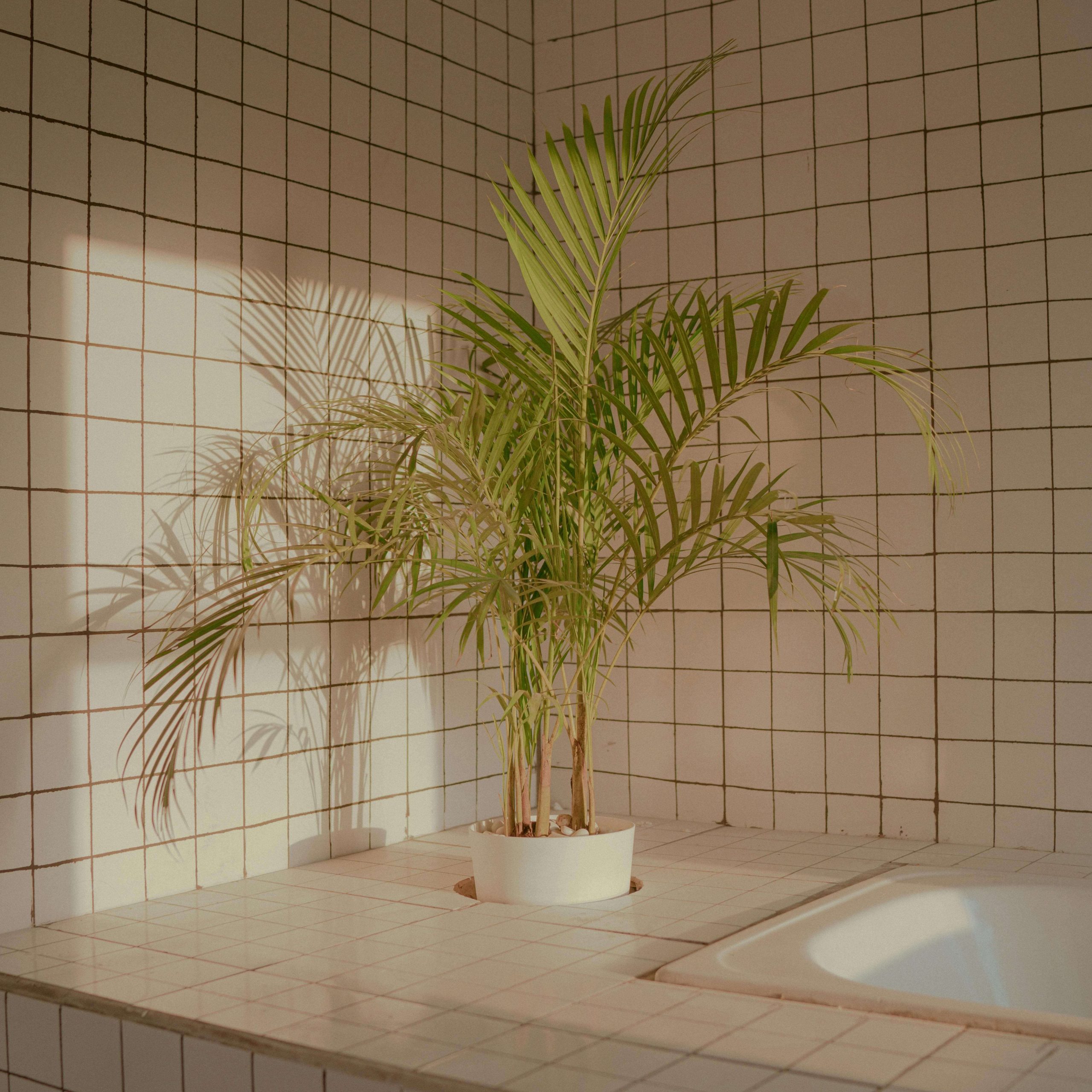 Plants that will thrive in your bathroom