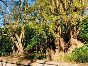 Paradise Park Newlands