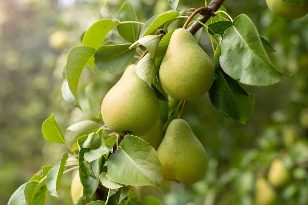 pear tree