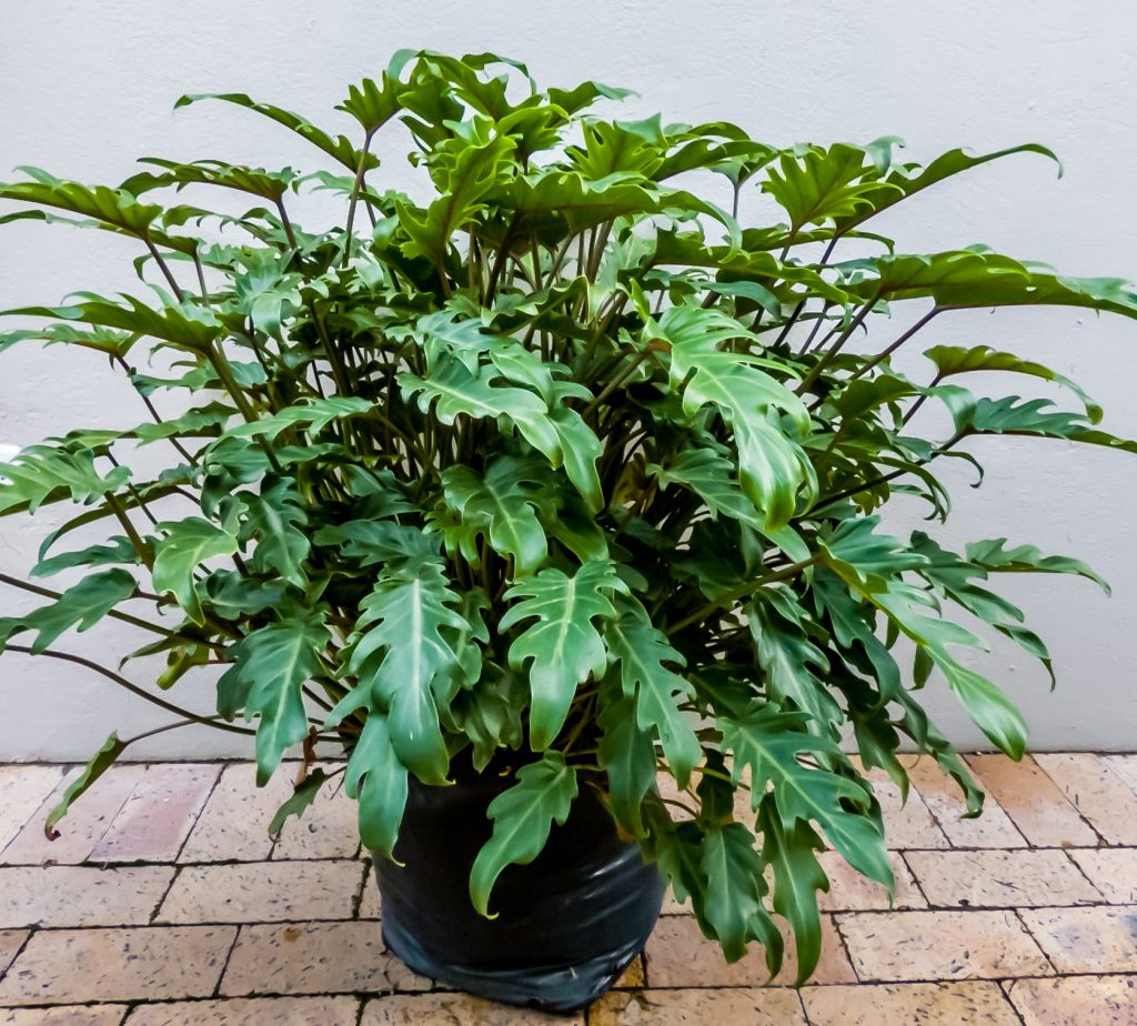 Philodendron Xanadu