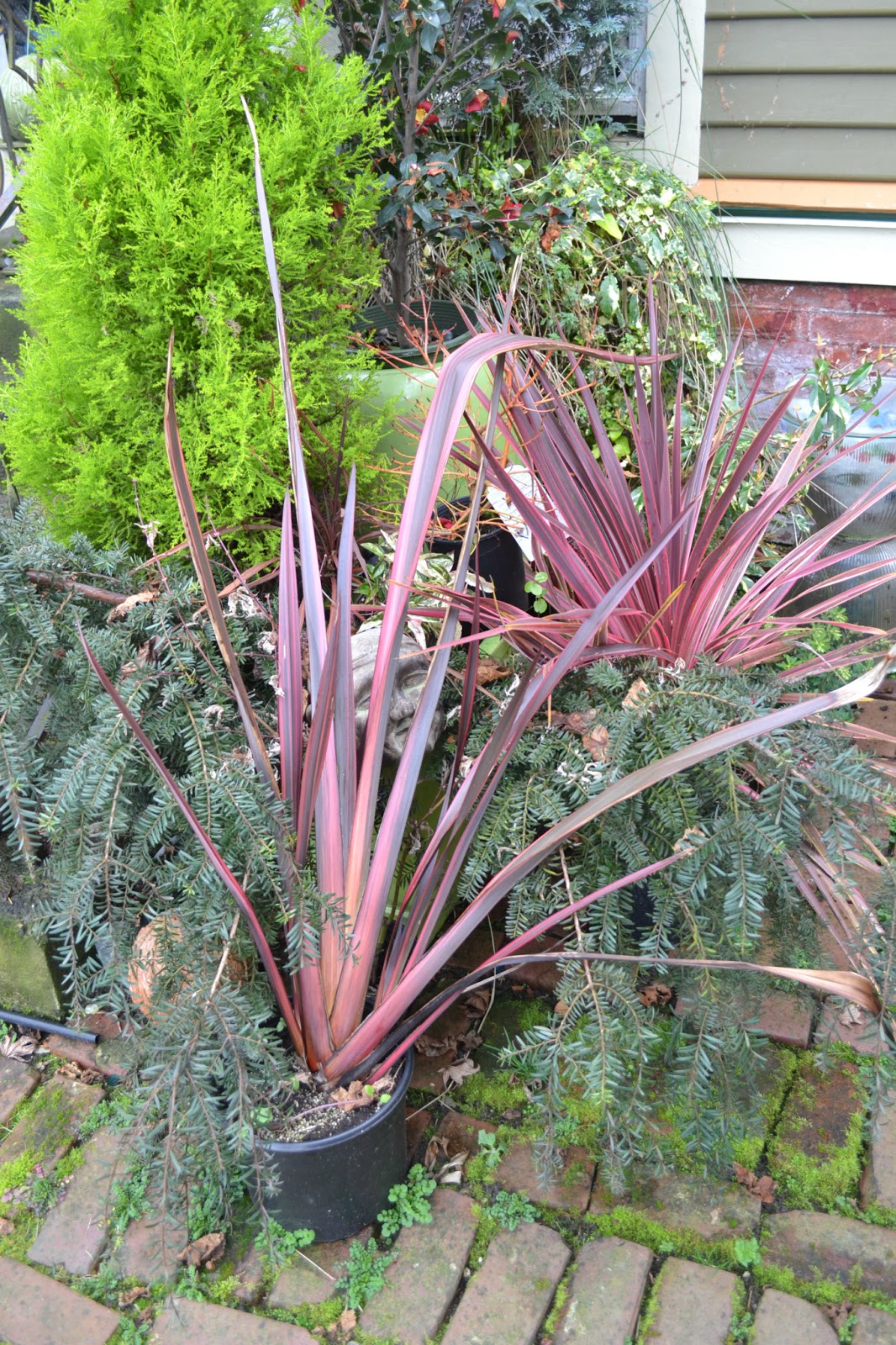 Phormium ruby tuesday