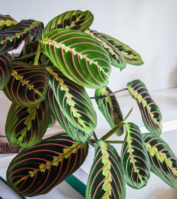 Prayer plant