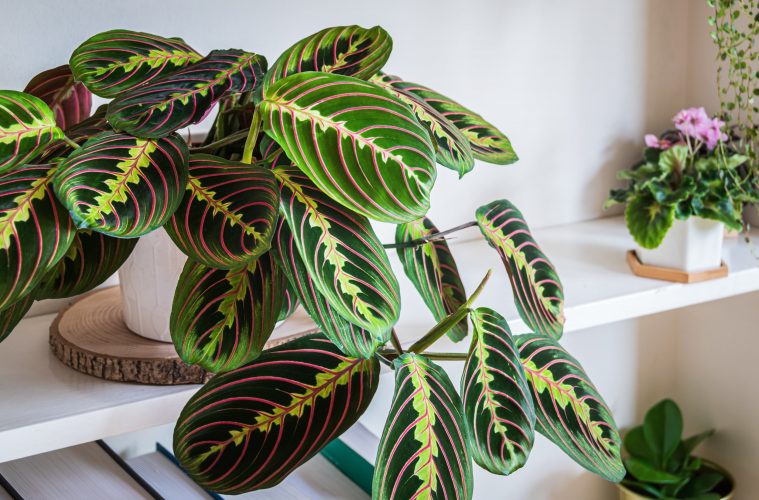 Prayer plant