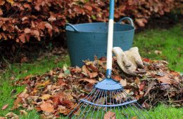 Preparing your garden for Autumn