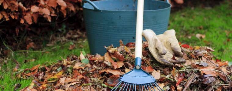 Preparing your garden for Autumn