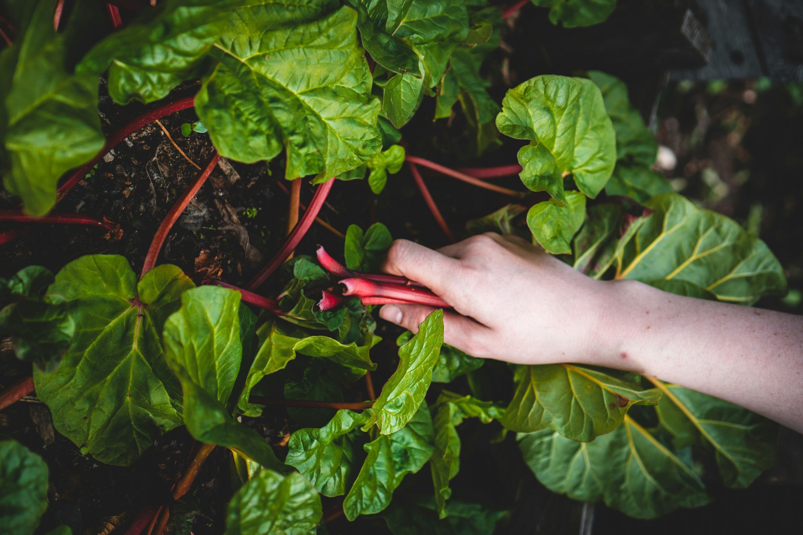 Vegetables to plant in Autumn