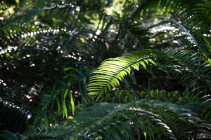 The Best Gardens and Parks in Cape Town