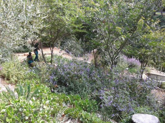 Upper Liesbeek River Garden