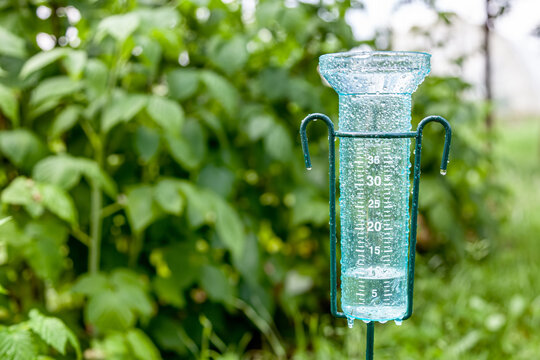 Watering your vegetable garden - rain gauge