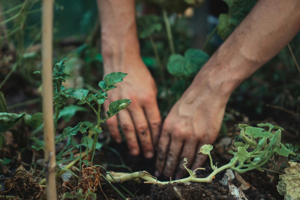 Watering your vegetable garden - soil moisture (1)