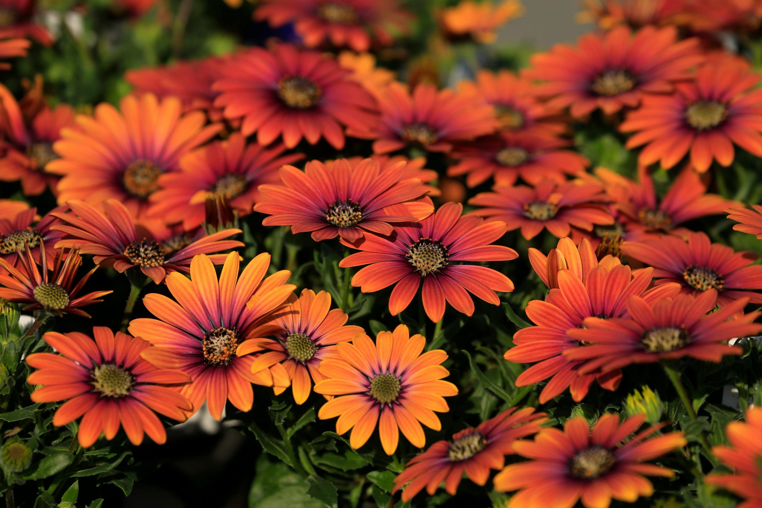african daisies