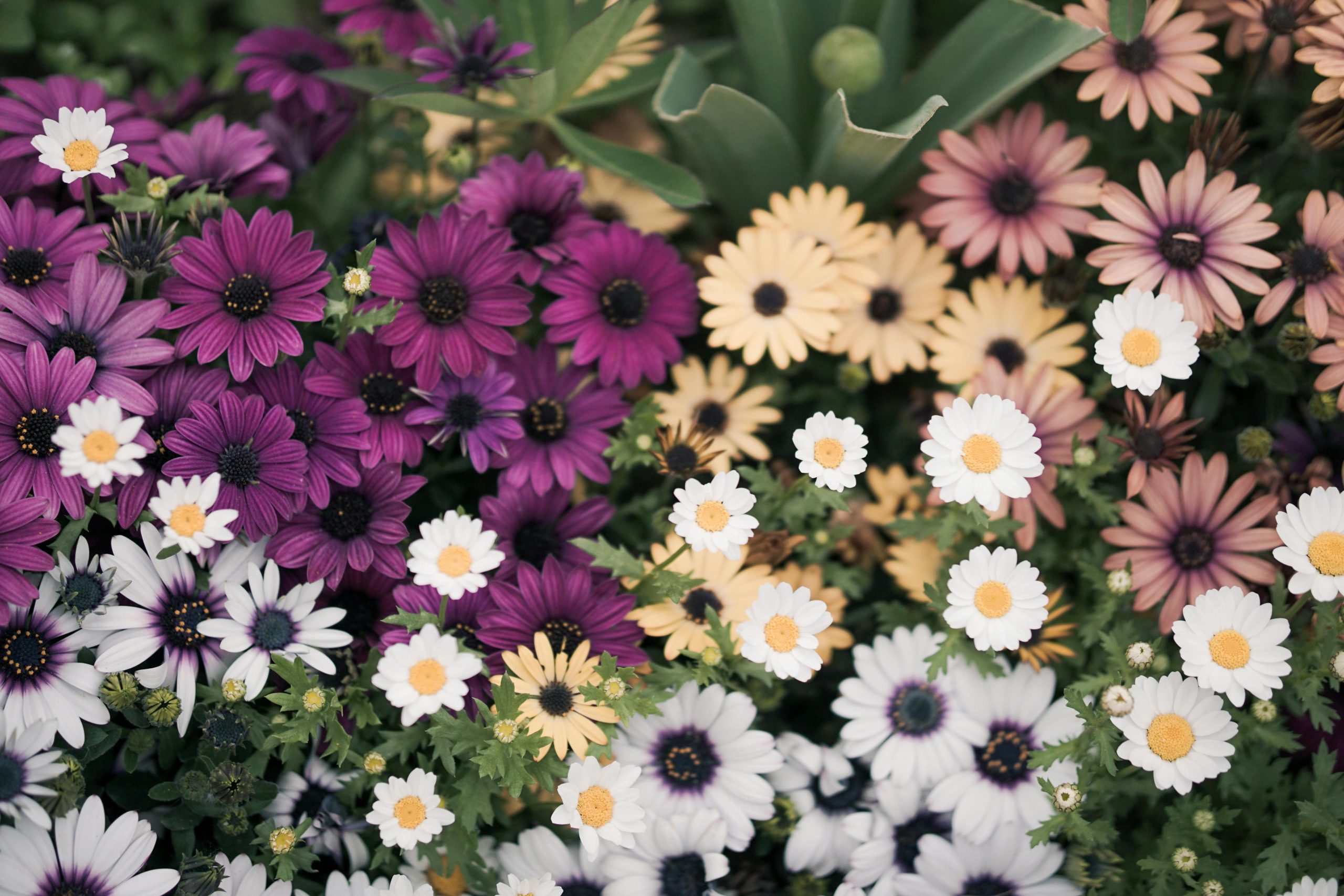 african daisies