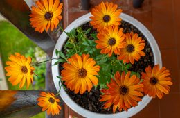 A complete guide to growing African daisies