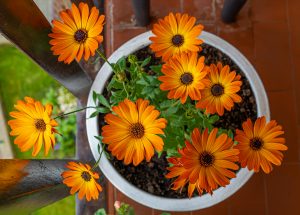 A complete guide to growing African daisies