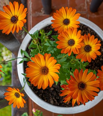 A complete guide to growing African daisies
