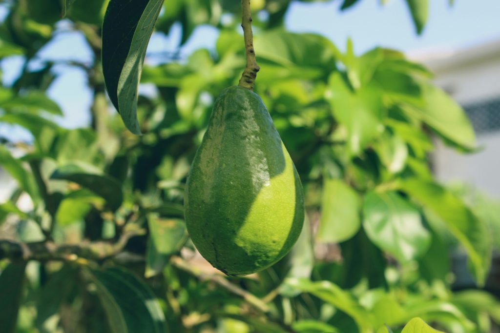 avocado tree