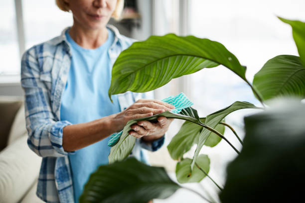 Woman cleaning leaves of houseplant with cloth