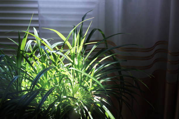 Spider plant in indirect low light