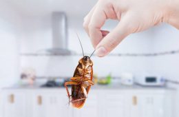 Hand holding Cockroach on kitchen background