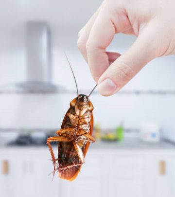 Hand holding Cockroach on kitchen background