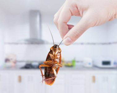 Hand holding Cockroach on kitchen background